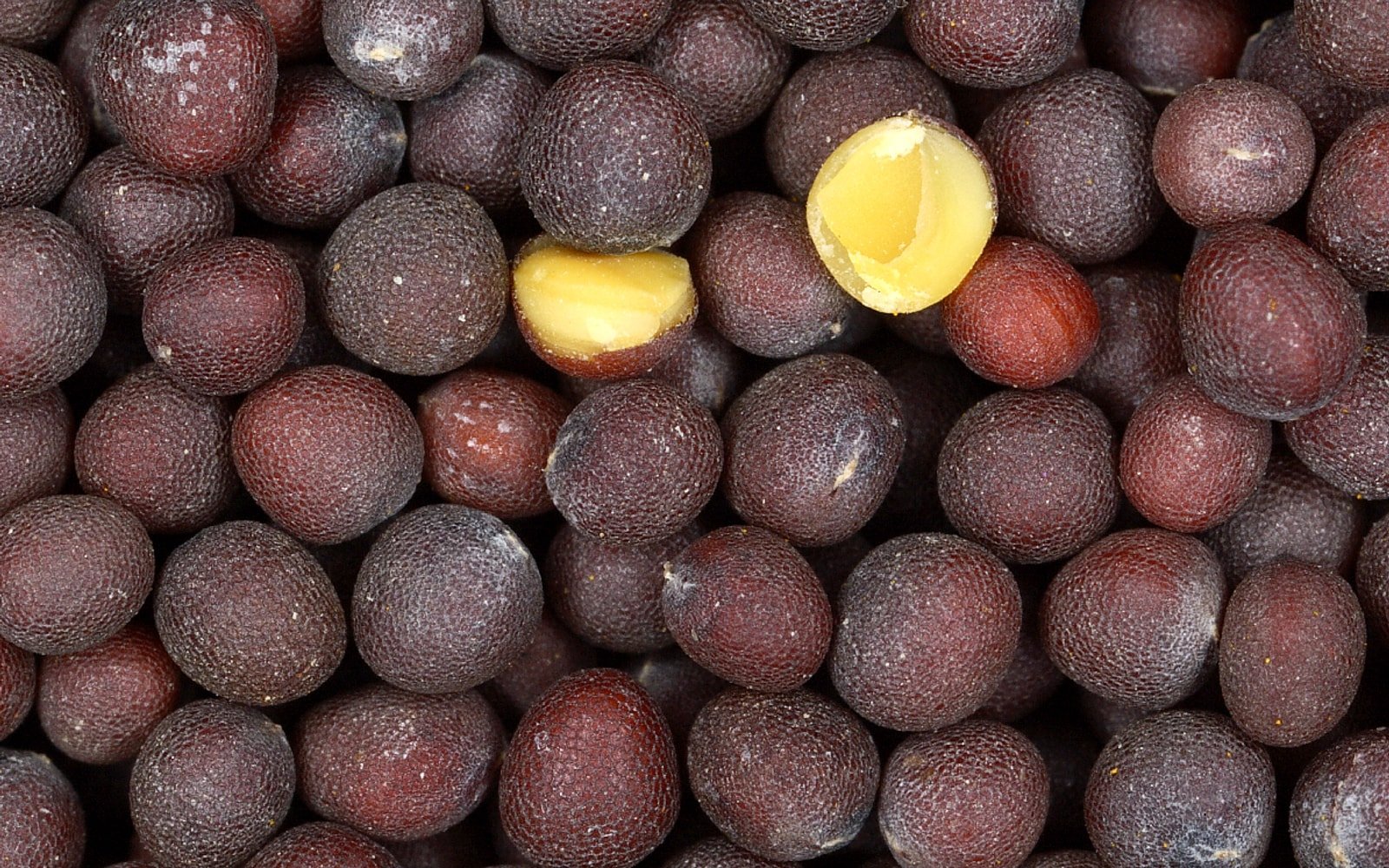 Mustard sowing seeds heaped for Ovasta Seeds packing